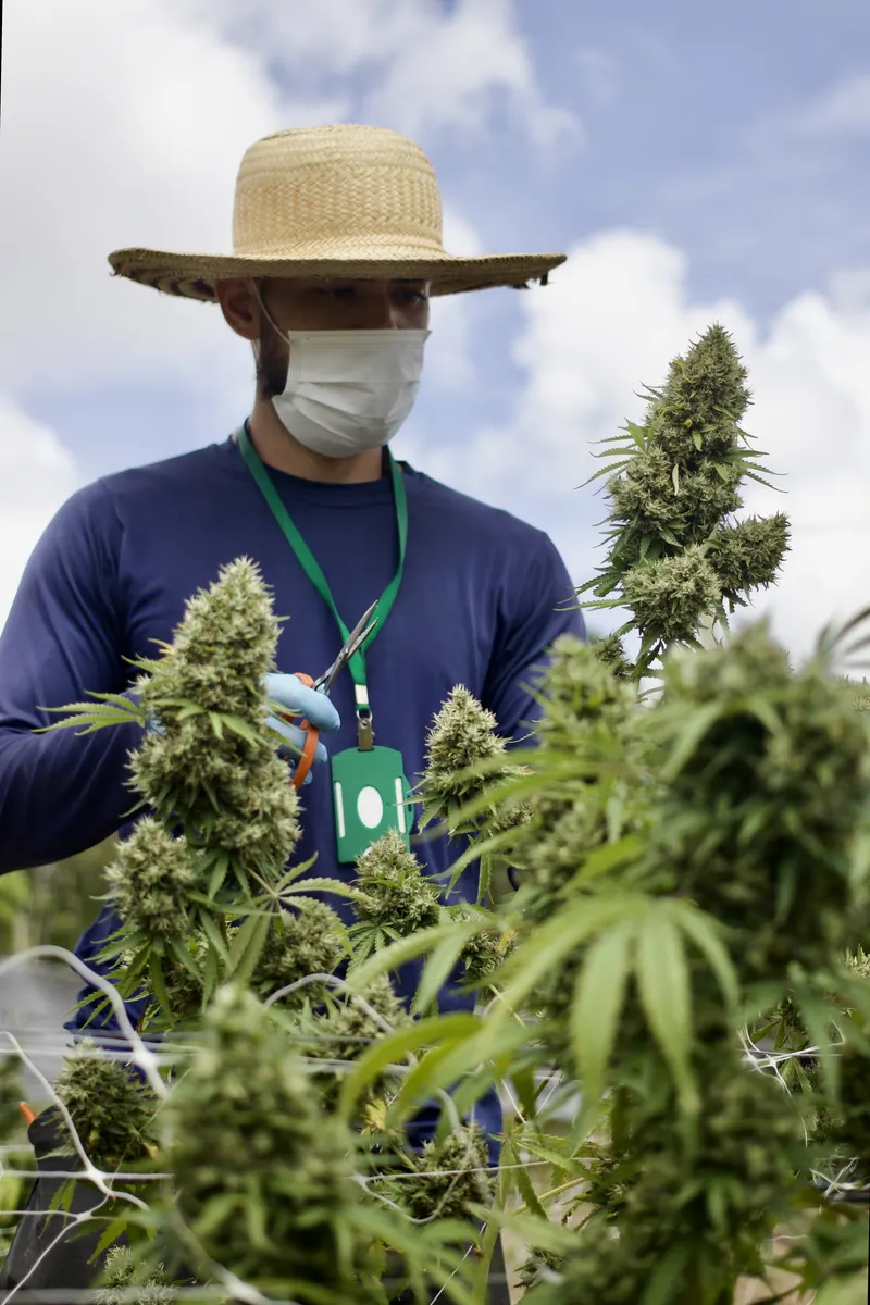 Cultivo ACAFLOR