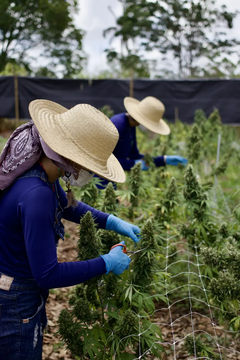 Cultivo da ACAFLOR