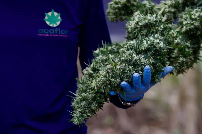 Flores de Cannabis cultivadas pela ACAFLOR