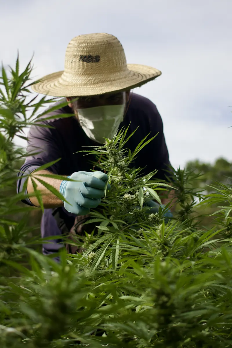 Cultivo em estufa da ACAFLOR